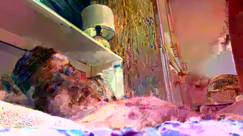 sexdisruptor online show from 01/04/25, 03:07