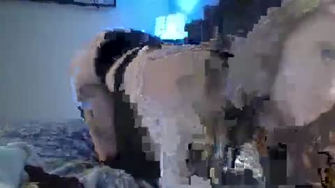 sexxileeah online show from 01/25/25, 04:23