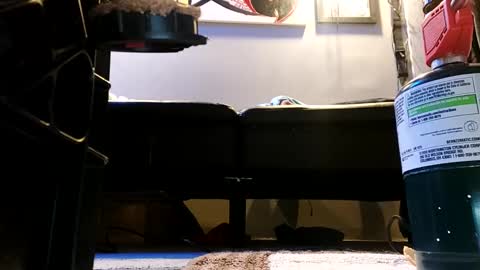 shagz2much online show from 01/09/25, 07:21