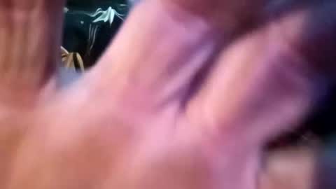 Snapshot of sharoc666 chatting on 02/25/25, 12:55 Shamroc online show from 02/25/25, 12:55