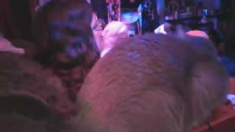 Snapshot of siofra chatting on 03/06/25, 09:25 Siofra online show from 03/06/25, 09:25