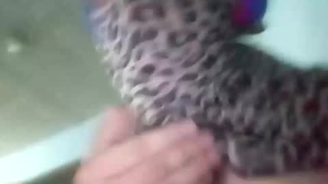 sissycrossdrese online show from 01/25/25, 02:14