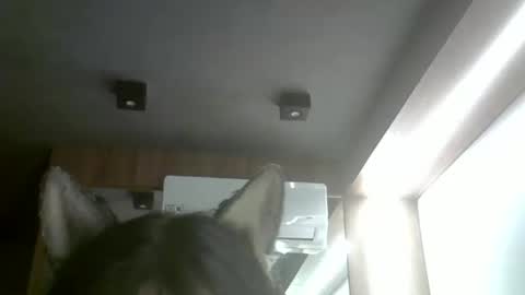 Snapshot of skinnykittencam chatting on 02/01/26, 04:00 skinnykittencam online show from 02/01/26, 04:00