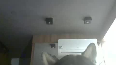 Snapshot of skinnykittencam chatting on 02/04/26, 12:38 skinnykittencam online show from 02/04/26, 12:38