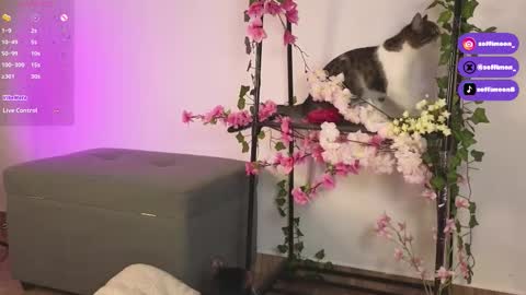 IG Soffimoon   I THANK YOU FOR LEAVING YOUR FOLLOW online show from 10/10/25, 02:21