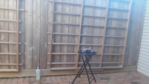 Snapshot of srtxshow chatting on 12/19/24, 10:21 srtxshow online show from 12/19/24, 10:21