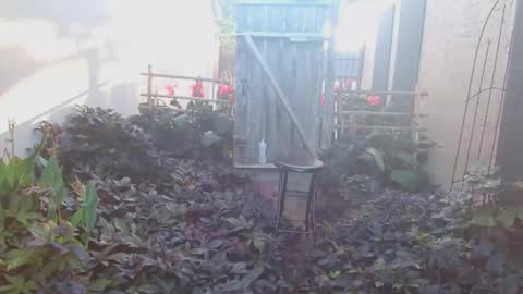 Snapshot of srtxshow chatting on 10/18/25, 01:23 srtxshow online show from 10/18/25, 01:23