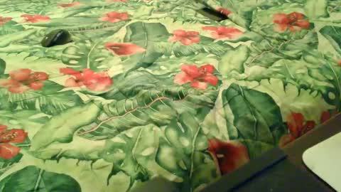 Rocco-load online show from 12/18/25, 06:58