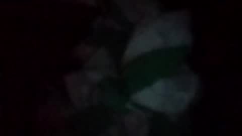 swollpole2112 online show from 05/16/26, 06:32
