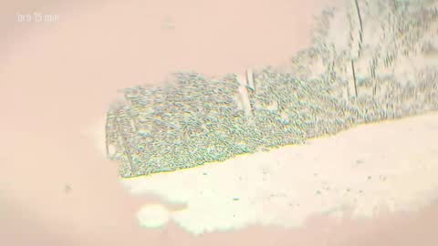 TAANNI online show from 04/05/26, 11:13