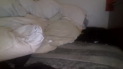 tellias online show from 09/15/25, 10:37