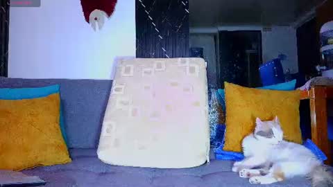 Snapshot of the_dog_lian chatting on 06/28/26, 12:27 the dog lian online show from 06/28/26, 12:27