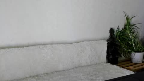 thief_of_hearts_ online show from 11/26/25, 09:54