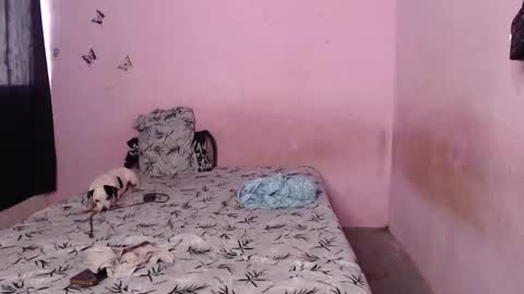 Snapshot of tianiiss_sweet chatting on 11/06/25, 09:37 Tiana online show from 11/06/25, 09:37