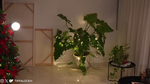 Tifa online show from 12/14/24, 09:13