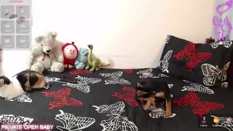 Tina N Charlie online show from 10/21/25, 12:06