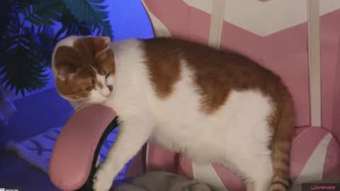 tokyo_n online show from 01/27/25, 01:48