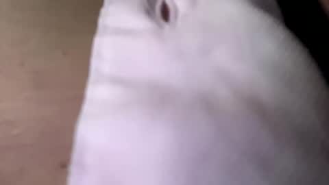 tommit84 online show from 10/19/25, 04:13