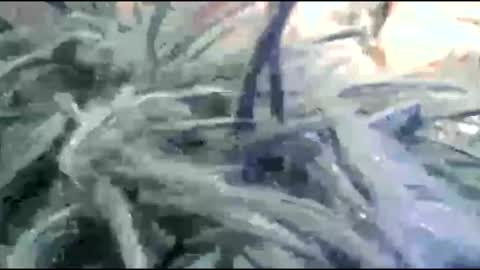 Snapshot of tooshort30w59675 chatting on 02/17/26, 05:19 tooshort30w59675 online show from 02/17/26, 05:19