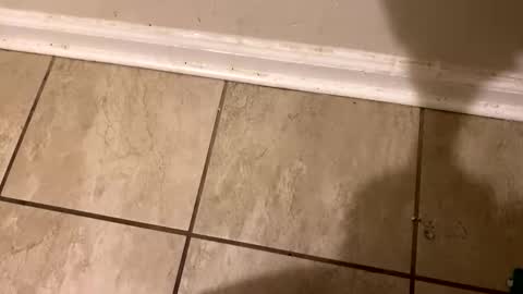 Snapshot of tripnlola chatting on 02/12/25, 02:21 The real Mandingo online show from 02/12/25, 02:21