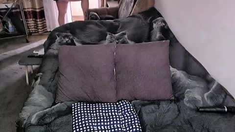 Lana online show from 11/20/25, 04:12