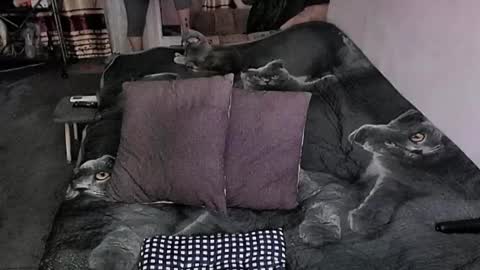 Lana online show from 03/30/26, 12:11