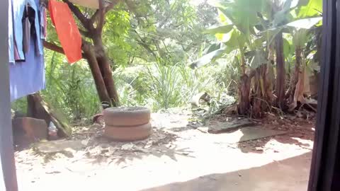 venus ... zeus sheer  online show from 02/26/25, 05:07