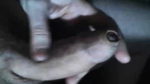 Snapshot of viktorklubb chatting on 10/30/25, 07:36 online show from 10/30/25, 07:36