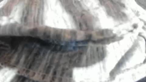 Virgowithabig online show from 03/23/26, 11:25