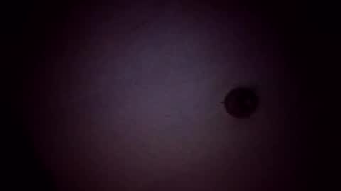 vujadetr online show from 02/21/26, 08:04