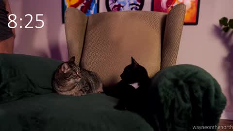 Snapshot of waynenorth chatting on 02/22/26, 03:21 waynenorth online show from 02/22/26, 03:21