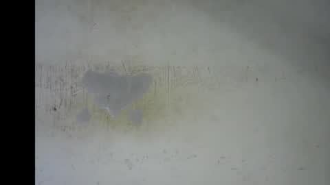 Bella online show from 01/12/26, 07:19