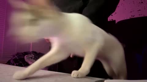 whatsinmystucco online show from 01/06/26, 01:04