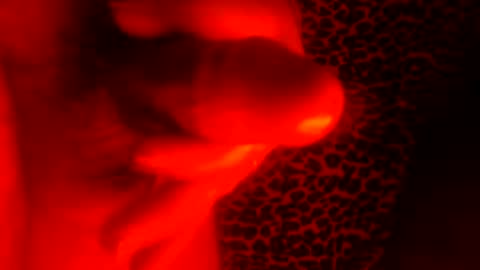 Snapshot of whor4mor chatting on 01/07/25, 01:03 whor4mor online show from 01/07/25, 01:03