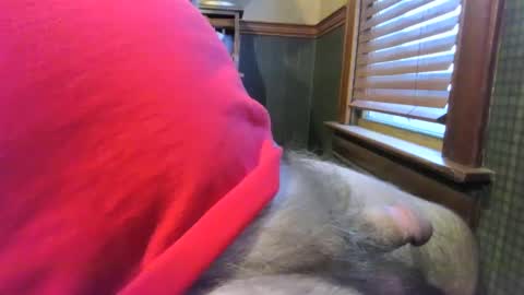 Snapshot of whydog chatting on 01/04/25, 10:24 whydog online show from 01/04/25, 10:24