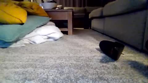 wyndir online show from 11/15/25, 07:32