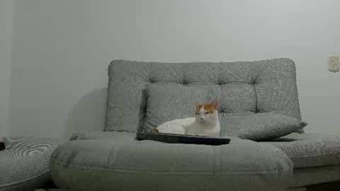 yeisongomezz online show from 07/08/26, 01:21