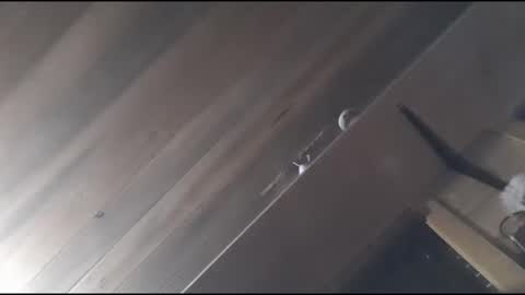 yessirprincesspet online show from 11/30/25, 06:39