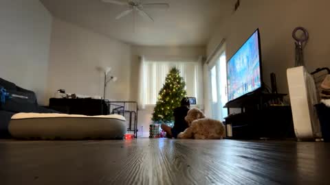 Palmela Handerson online show from 12/18/24, 11:40