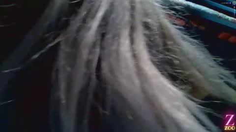 Snapshot of zya_zoo chatting on 12/04/24, 01:36 ZYA online show from 12/04/24, 01:36