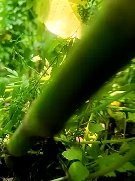 imrandidar22 online show from 03/20/25, 06:19