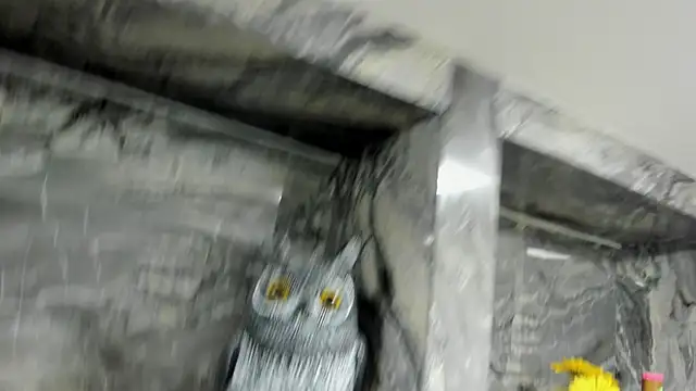 miss danika online show from 10/01/25, 11:05