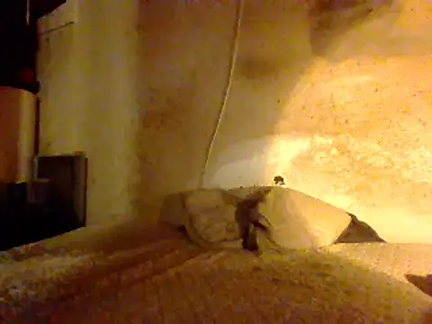 Snapshot of Nightshade7712 chatting on 02/27/25, 08:50 Nightshade7712 online show from 02/27/25, 08:50