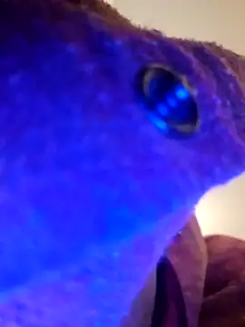 Armyexhibitionistvet online show from 09/09/25, 08:58