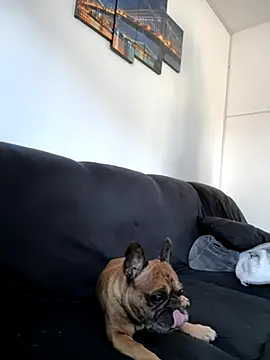 Bastilein1985 online show from 10/30/25, 09:11