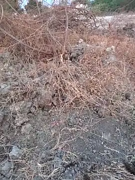 Ajith mvi online show from 03/16/26, 01:33