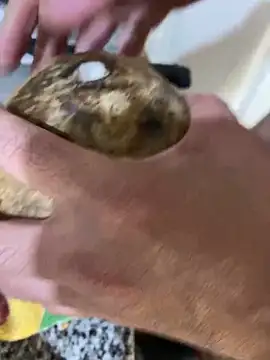 FlorBich online show from 12/08/24, 11:08