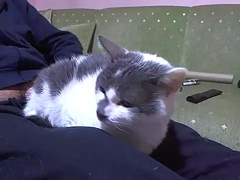 zormen355 online show from 04/04/26, 07:44