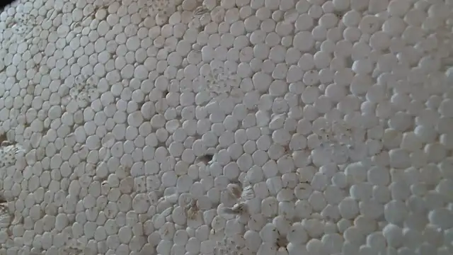 titi fiesta online show from 02/24/26, 08:01