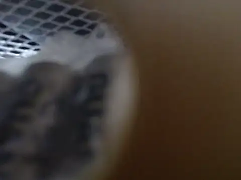 lovense test04 online show from 10/31/25, 09:21